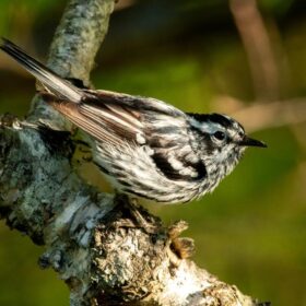 Du lịch “cảm hóa” lâm tặc