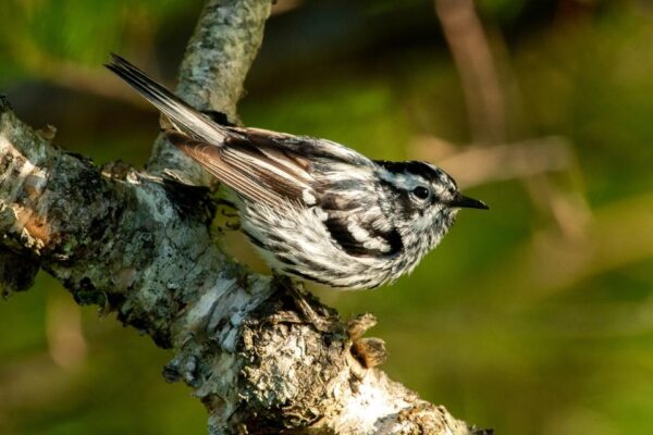 Chuyen Trang Du Lich Noi Tieng The Gioi Goi Y 8 Trai Nghiem Khong The Bo Qua O Phong Nha 2591 2