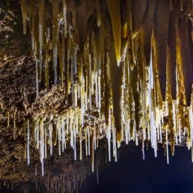 Phát hiện loài sinh vật lạ trong Vườn Quốc gia Phong Nha – Kẻ Bàng